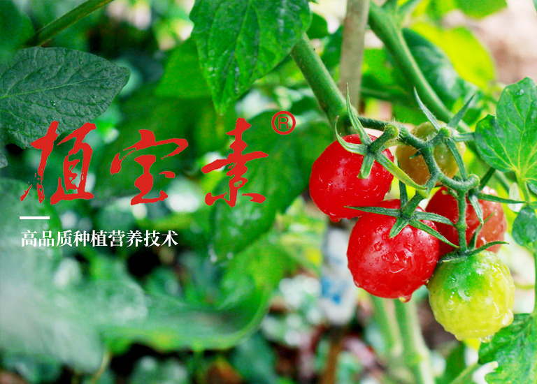 花生葉面肥使用方法 花生葉面肥使用方法