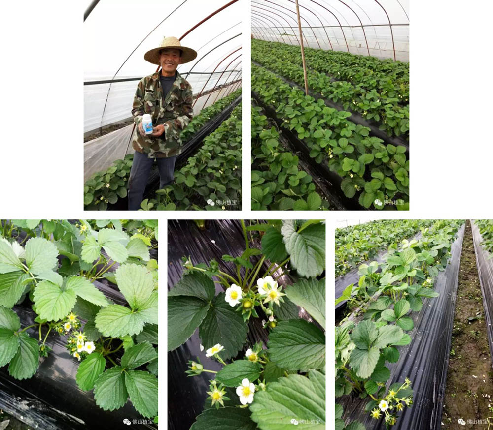 佛山市植寶生態(tài)科技有限公司